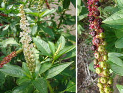 Image of tropical pokeweed