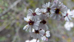 Image of Eriocephalus africanus var. paniculatus (Cass.) M. A. N. Müll.