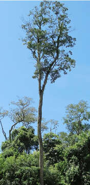 Image of Balfourodendron