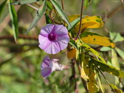 Sivun <i>Ipomoea heptaphylla</i> kuva