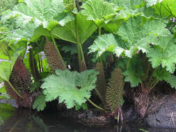 Image of giant rhubarb