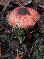 Plancia ëd Lepiota haemorrhagica Cleland 1931