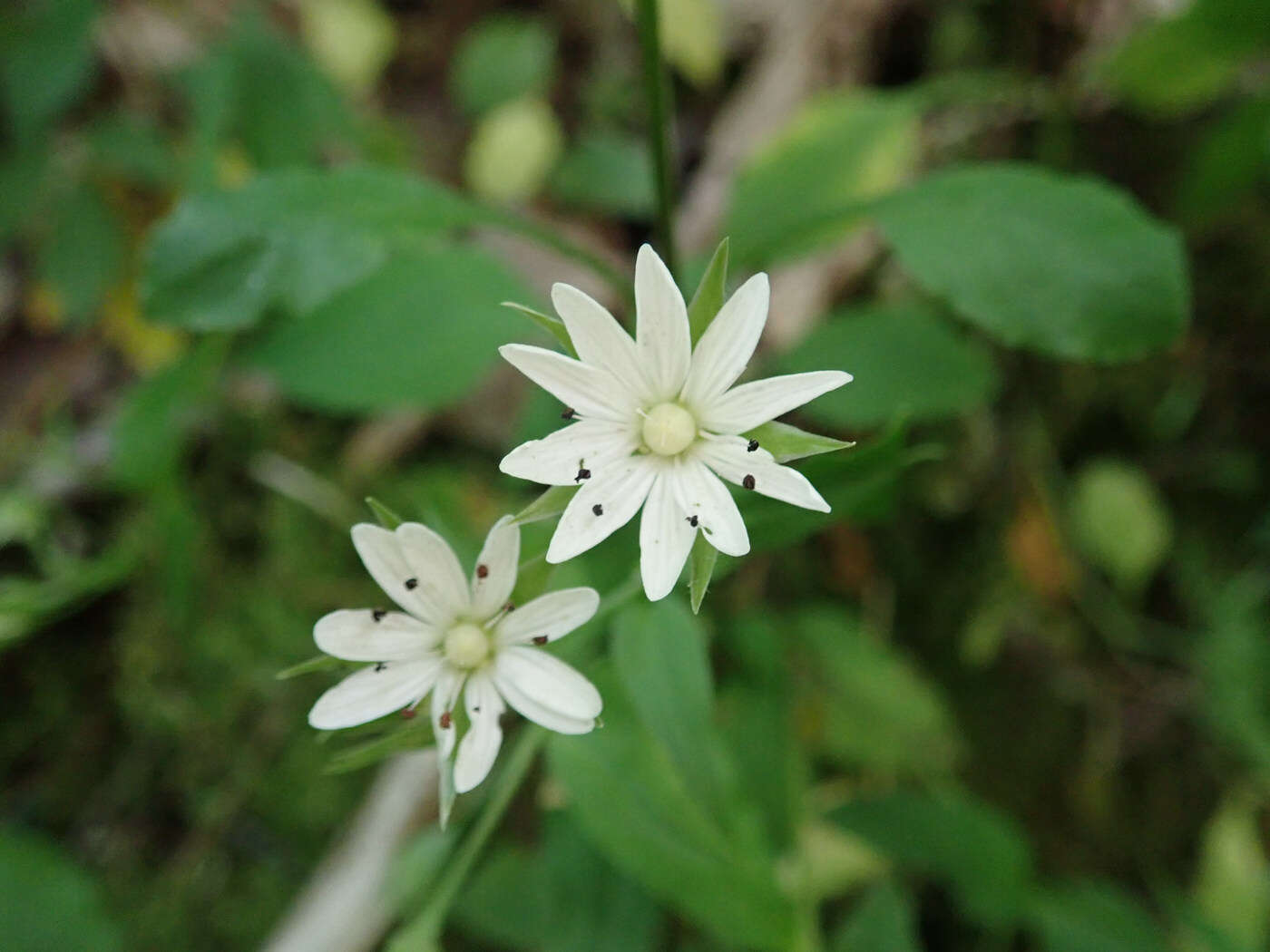 Image of Tennessee starwort