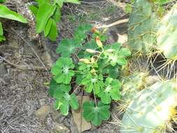 Imagem de Cochlospermum wrightii (A. Gray) Byng & Christenh.