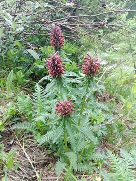 Imagem de Pedicularis recutita L.