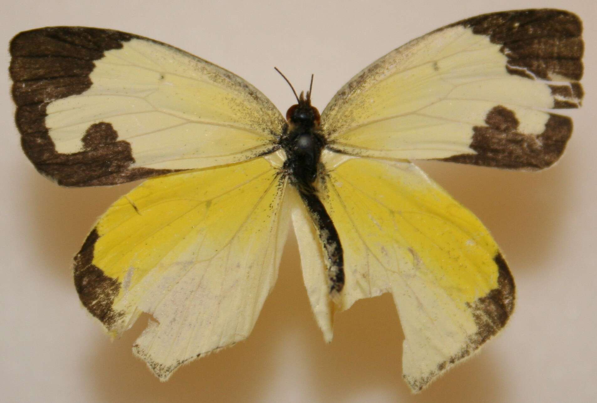 Image of Mexican Yellow