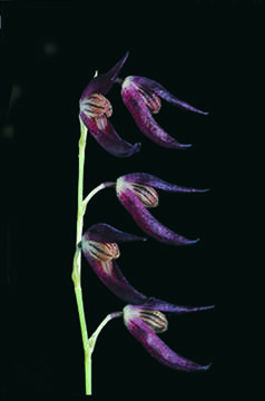 Image of Stelis megachlamys (Schltr.) Pupulin