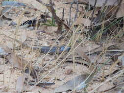 Image of White's Rock-skink