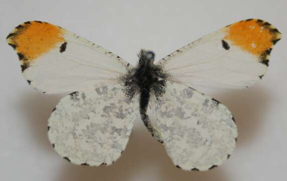 Image of Falcate Orangetip