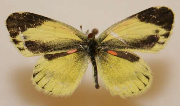 Image of Dainty Sulphur