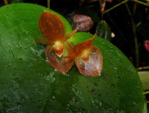 Imagem de Pleurothallis cardiothallis Rchb. fil.