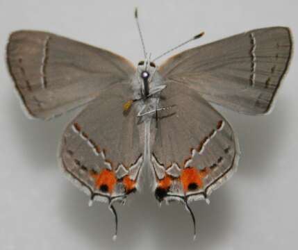 Image of Gray Hairstreak