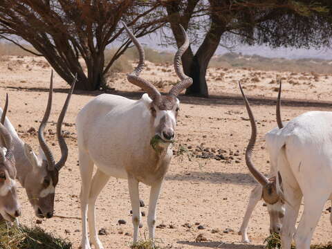 Image of Addax Laurillard 1841