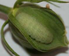 Image of Gray Hairstreak