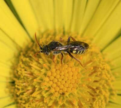 Image of Nomada denticulata Robertson 1902