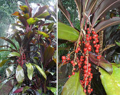 Imagem de Cordyline fruticosa (L.) A. Chev.