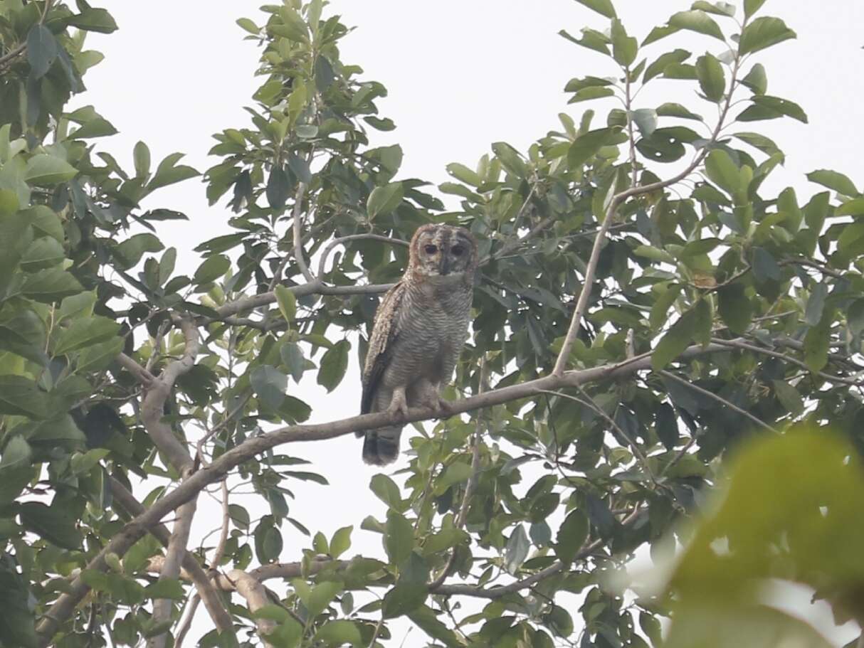 Image of Mottled Wood Owl