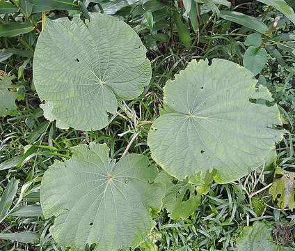 Слика од Piper umbellatum L.