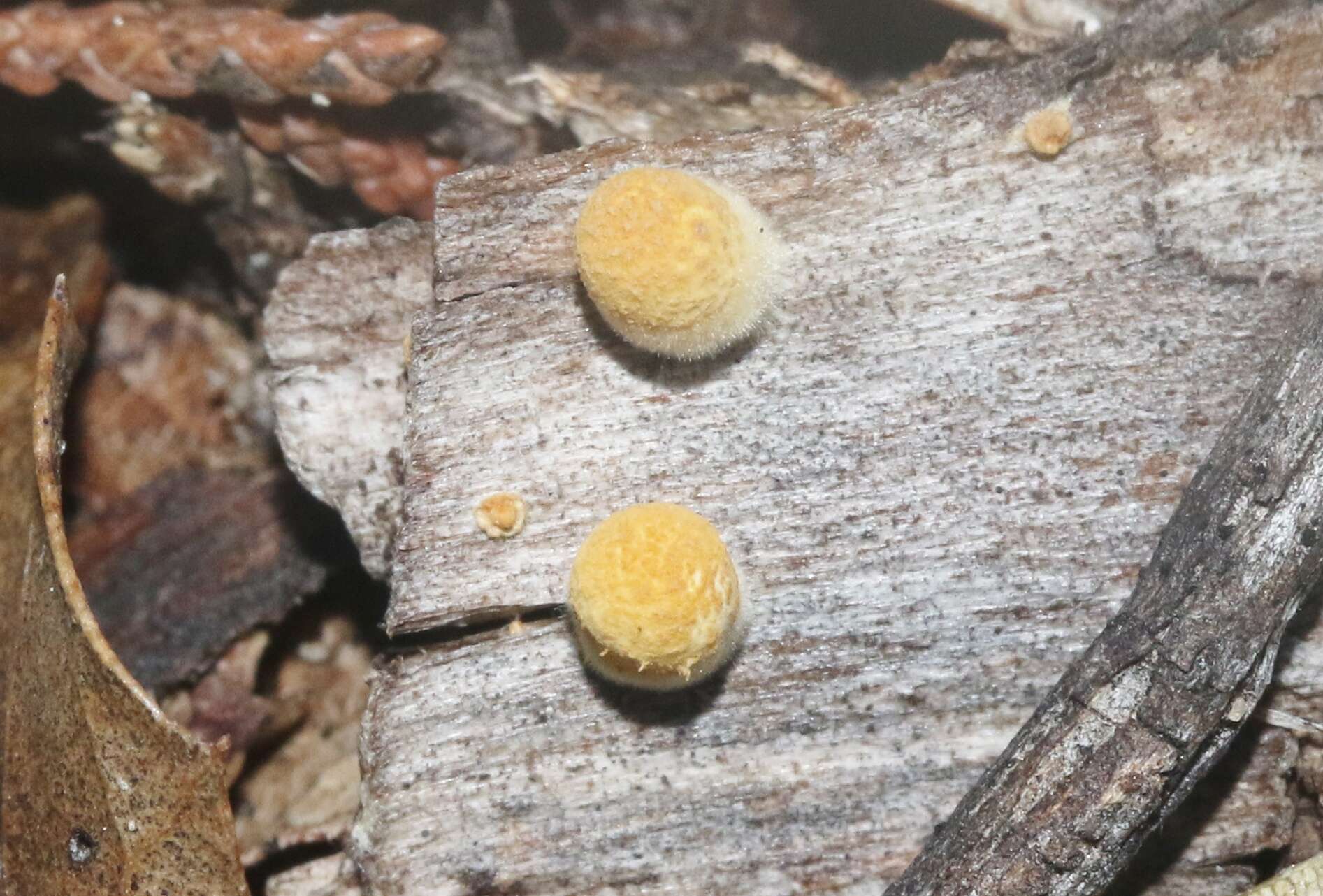 Crucibulum cyathiforme H. J. Brodie 1971的图像