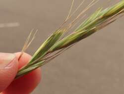 Image of Snake River wheatgrass