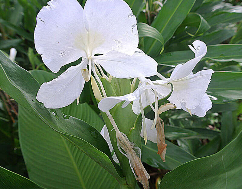 Imagem de Hedychium coronarium J. Koenig