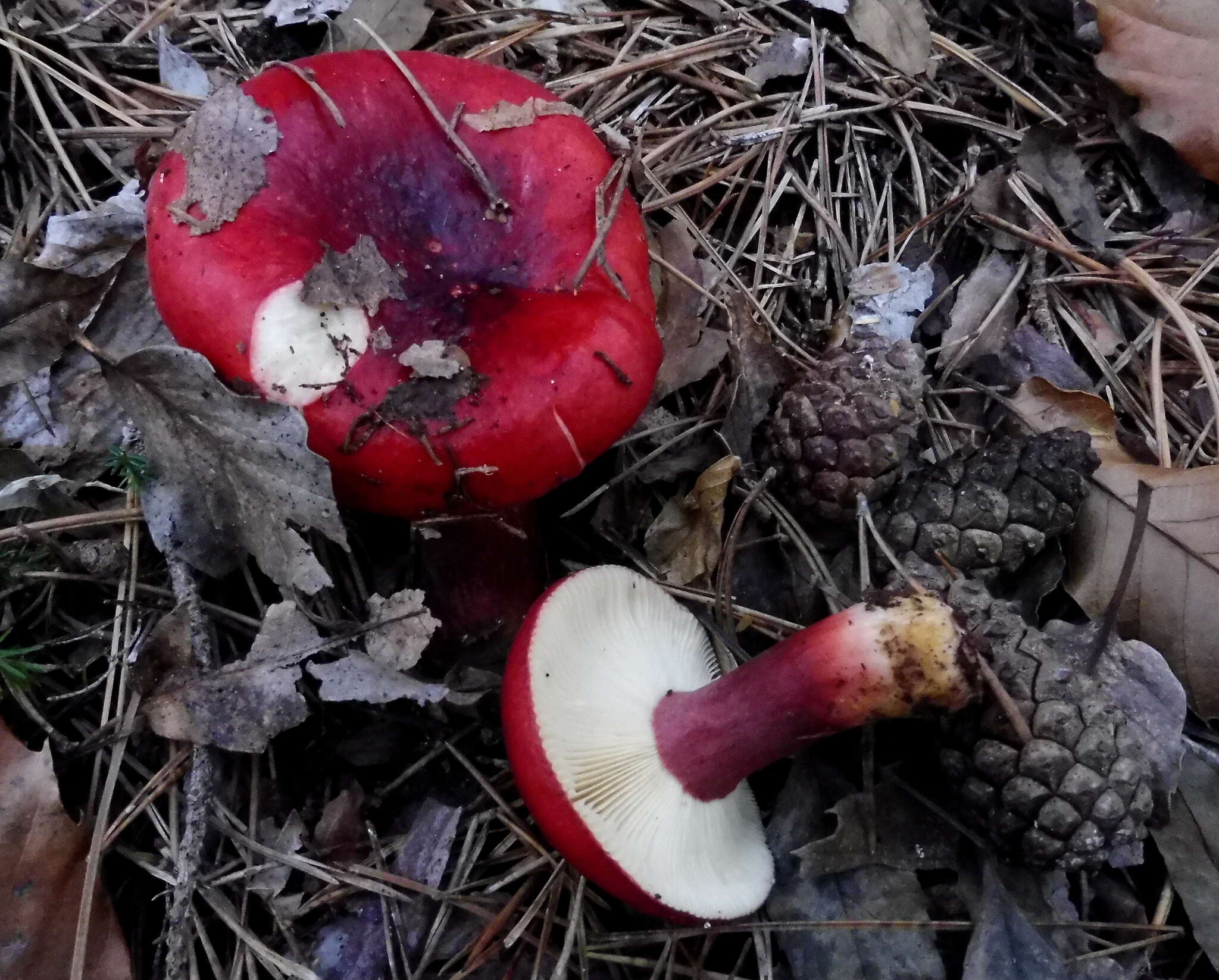 Image of Russula torulosa Bres. 1929