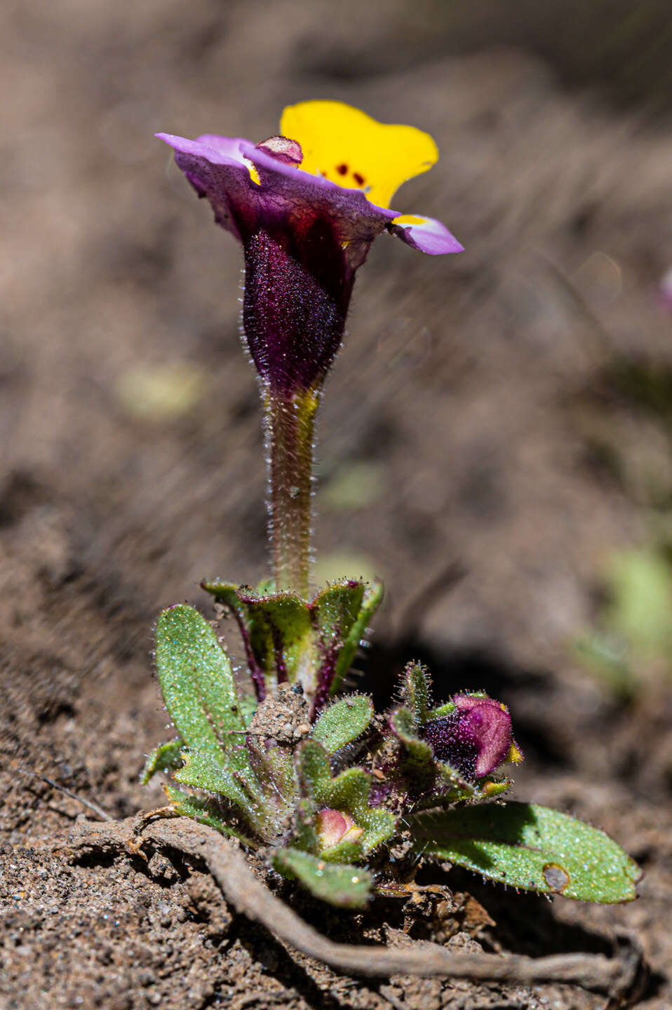 Image of Yellow-Lip Pansy Monkey-Flower