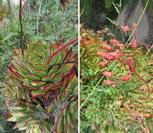 Image of Echeveria agavoides Lem.