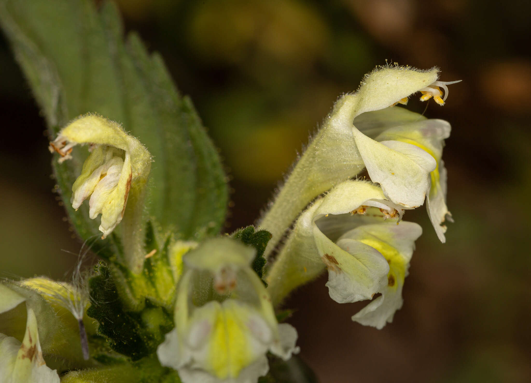 Image of Downy Hemp-nettle