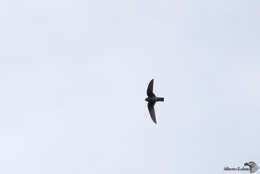 Image of American Black Swift