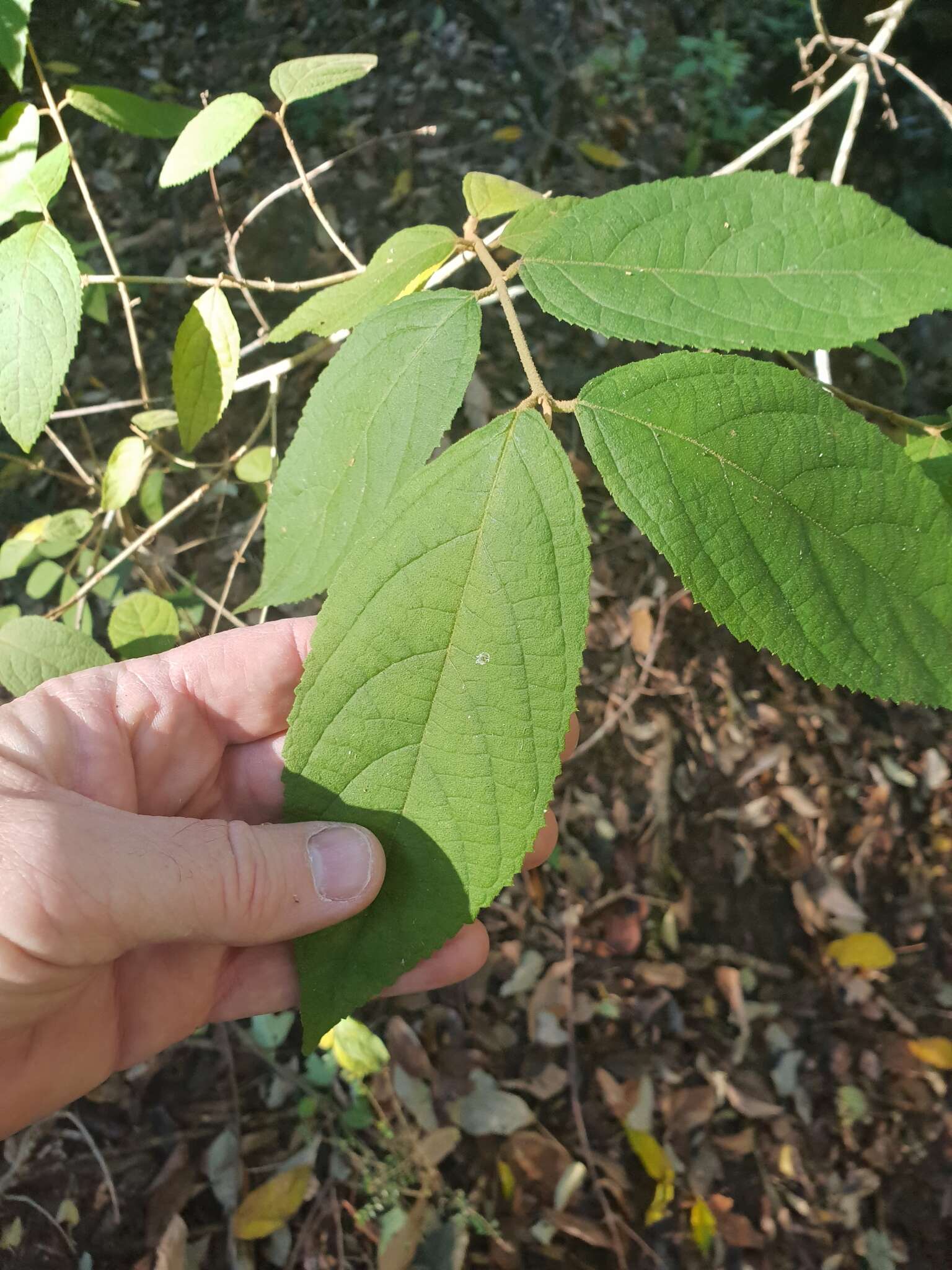 Image of Callicarpa pedunculata R. Br.