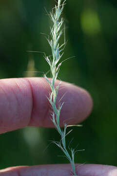 Слика од Gaudinia fragilis (L.) P. Beauv.