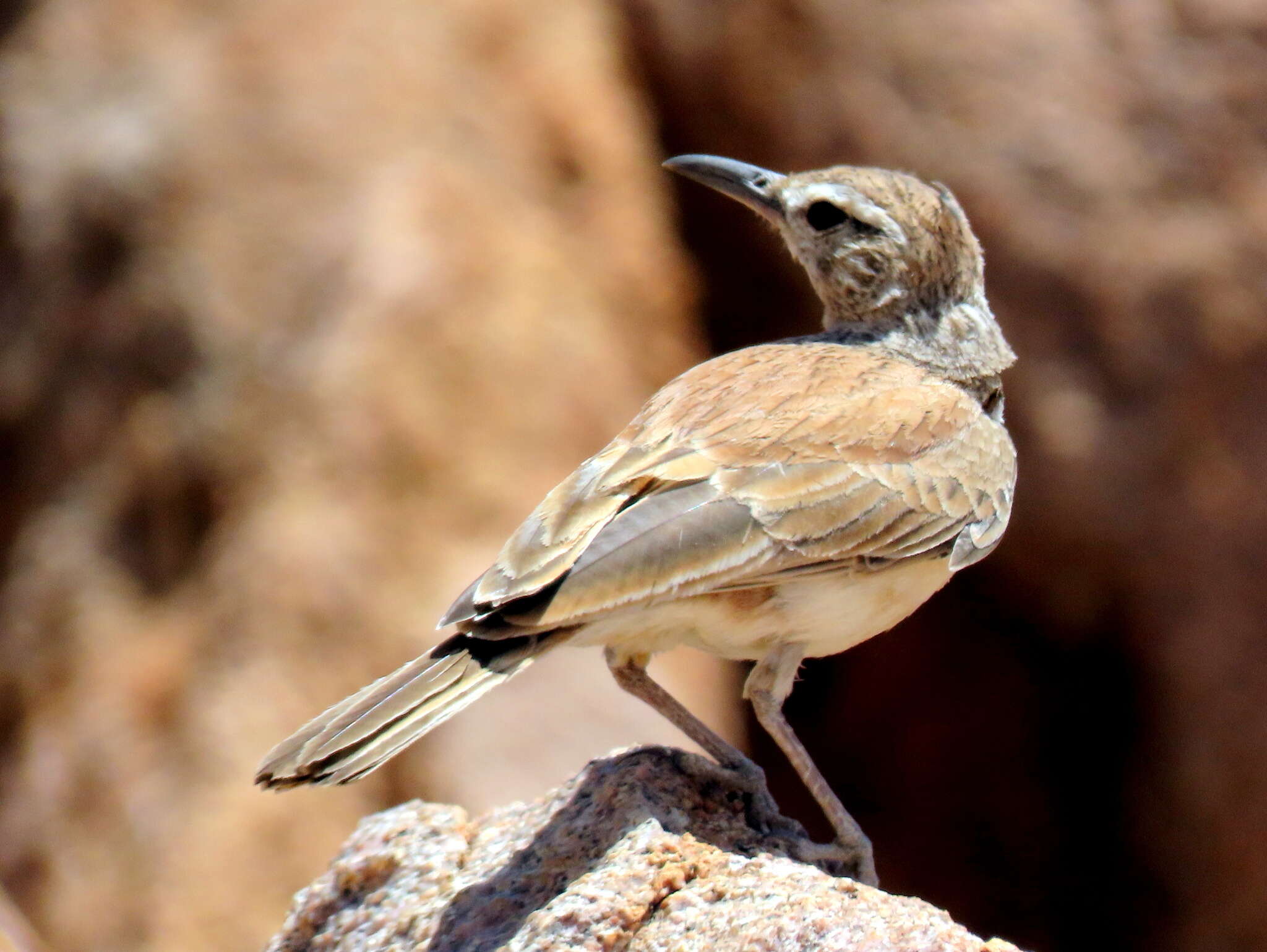 Image of Karoo Long-billed Lark