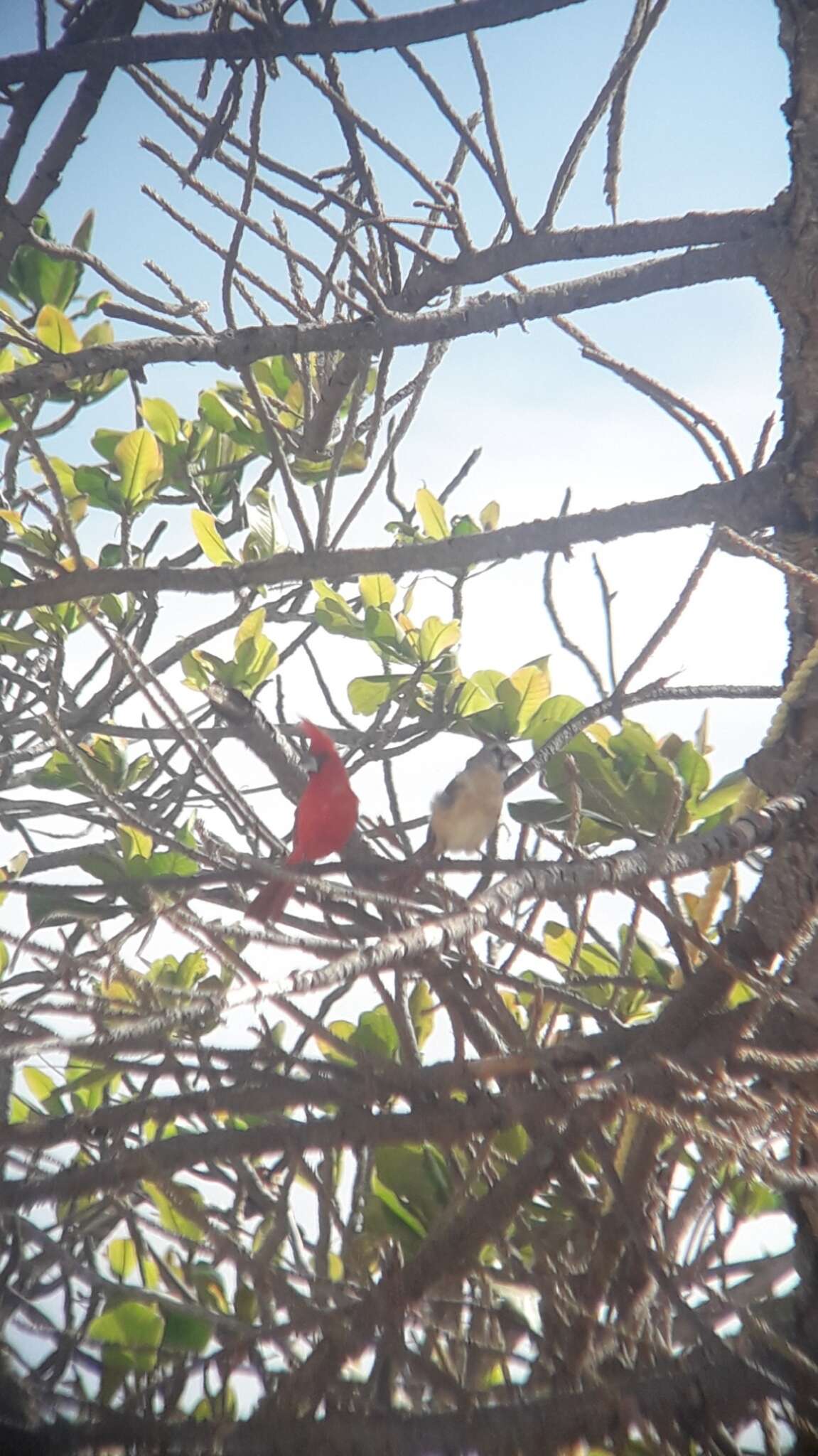 Plancia ëd Cardinalis phoeniceus Bonaparte 1838