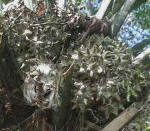 Image of ivory nut palm