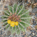 Ferocactus schwarzii G. E. Linds. resmi