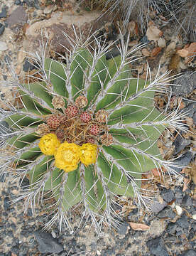 Ferocactus schwarzii G. E. Linds. resmi