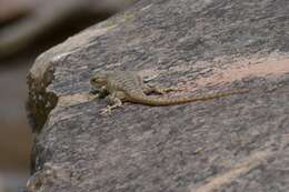 Image of Sceloporus tristichus Cope 1875