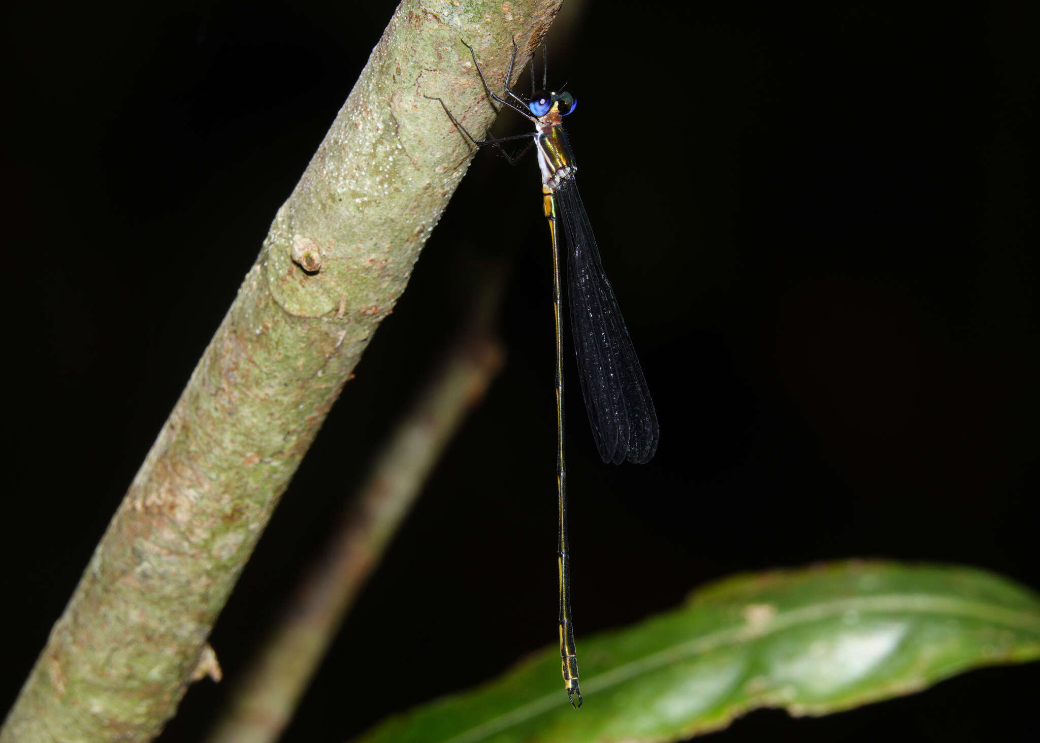 Image of Synlestes tropicus Tillyard 1917