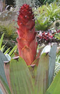 Image of Alcantarea imperialis (Carrière) Harms