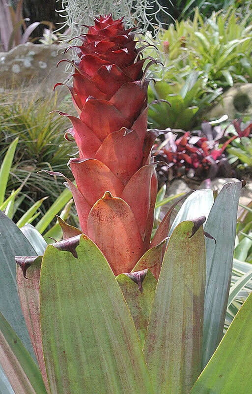 Image of Alcantarea imperialis (Carrière) Harms