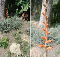 Image of Dyckia rariflora Schult. & Schult. fil.