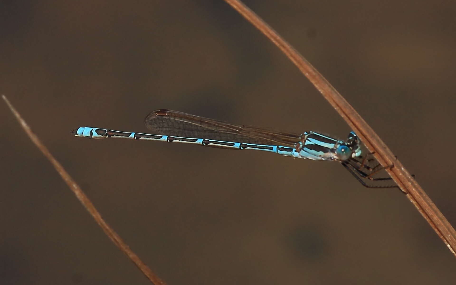 Image of Austrolestes aridus (Tillyard 1908)