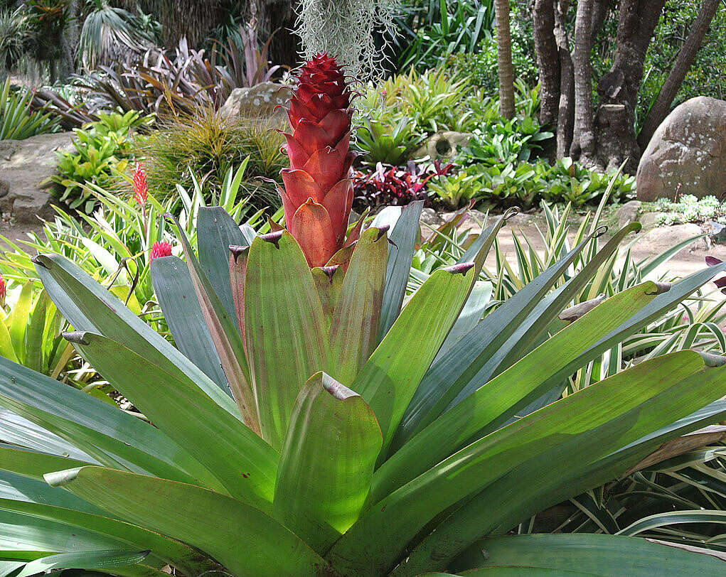 Image of Alcantarea imperialis (Carrière) Harms