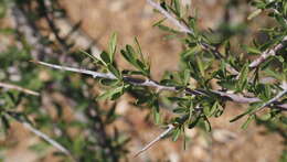 Imagem de Prunus fasciculata subsp. fasciculata