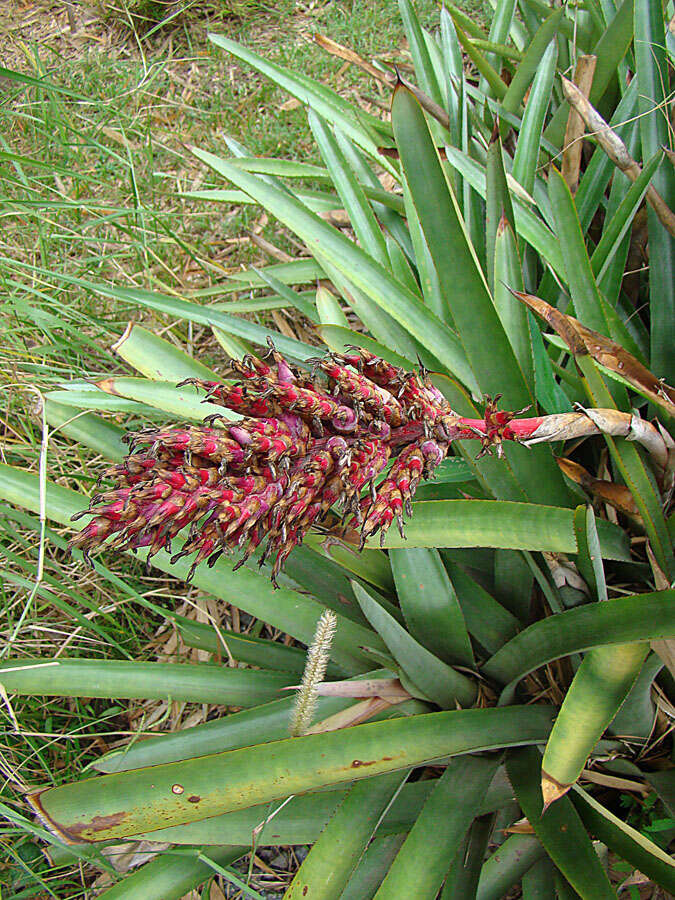 Imagem de Aechmea distichantha Lem.