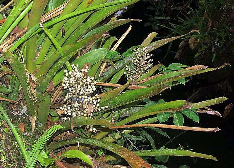 Слика од Aechmea angustifolia Poepp. & Endl.