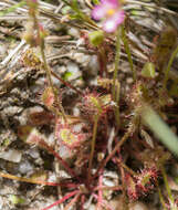 Image of Drosera collinsiae Brown ex Burtt Davy