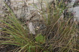 Image of Haworthia cymbiformis (Haw.) Duval