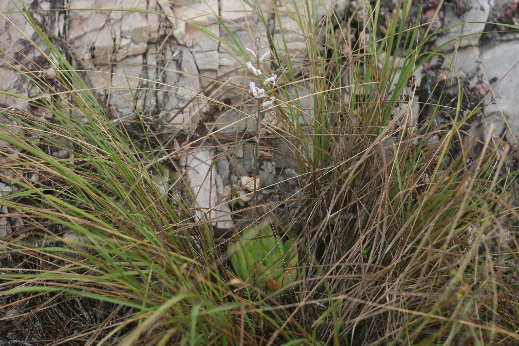 Image of Haworthia cymbiformis (Haw.) Duval